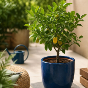 pourquoi les citrons tombent avant de grossir