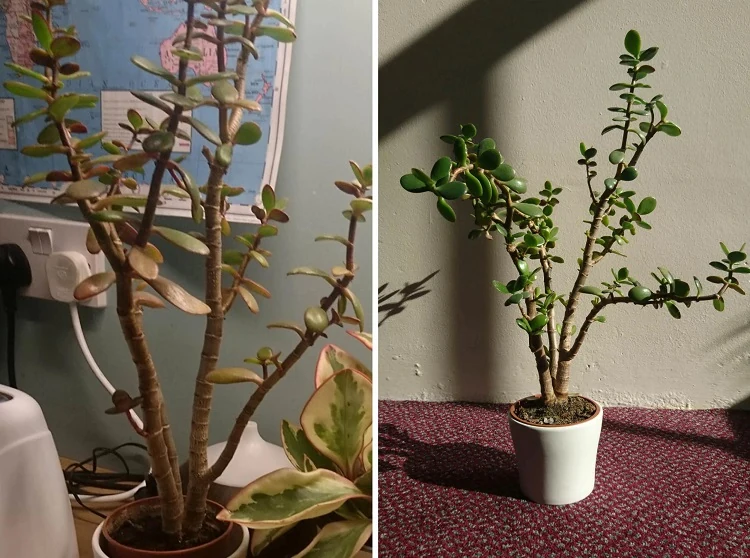 pourquoi mon arbre de jade jaunit