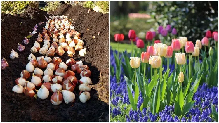 puis je planter des tulipes en mars ou avril bulbes fleurs printemps