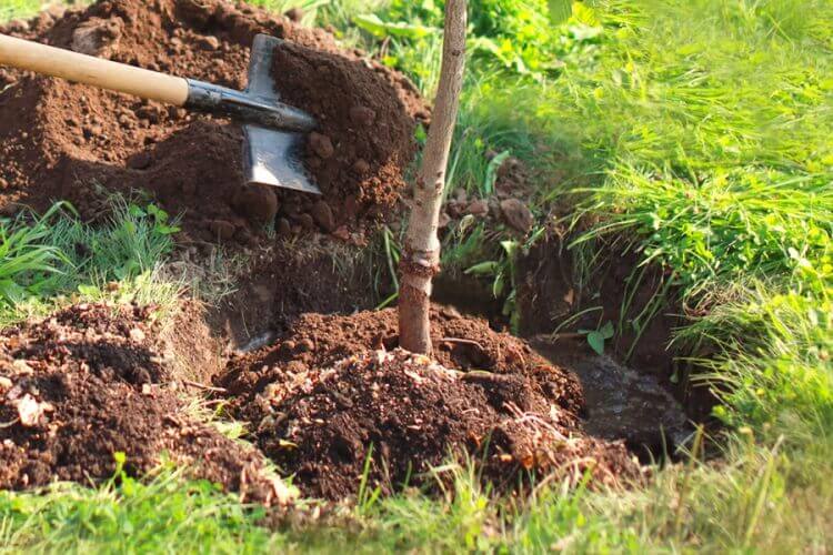 quand comment planter arbres fruitiers avril guide plantation printanière étapes