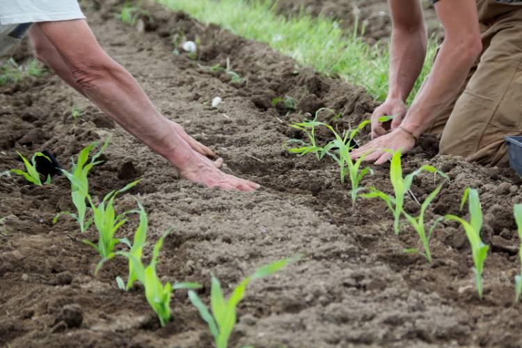 quand comment semer mais astuces connaitre profil alimentaire