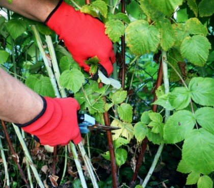 quand comment tailler taille deux fois améliorer santé récolte framboisier rouge noir violet