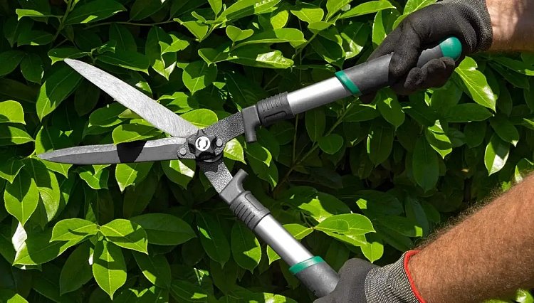 quand et comment tailler le gardénia entretien jardin