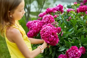 quand et comment tailler les pivoines au printemps conseils astuces comment faire pour avoir de belles pivoines