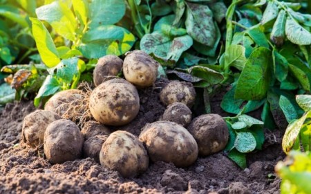 quand fertiliser la pomme de terre