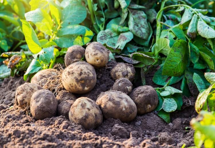 quand fertiliser la pomme de terre