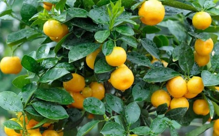 quand greffer un citronnier jardin agrume