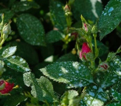 quand mettre de la bouillie bordelaise sur les rosiers