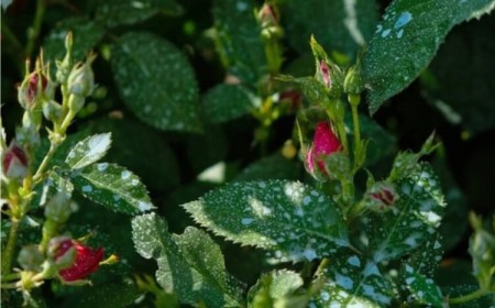 quand mettre de la bouillie bordelaise sur les rosiers