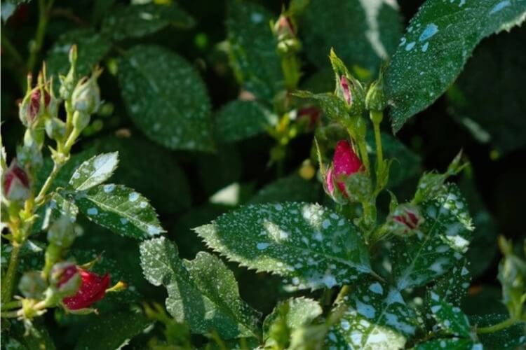 quand mettre de la bouillie bordelaise sur les rosiers