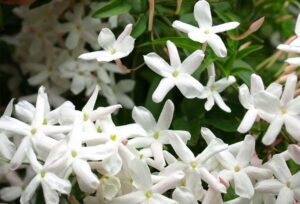 quand mettre de l'engrais au jasmin