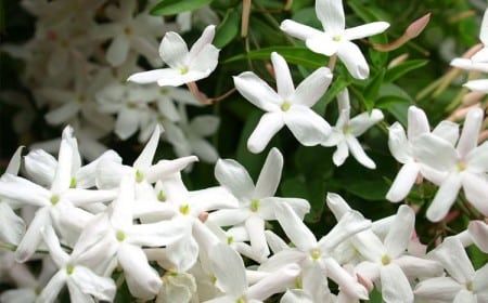 quand mettre de l'engrais au jasmin