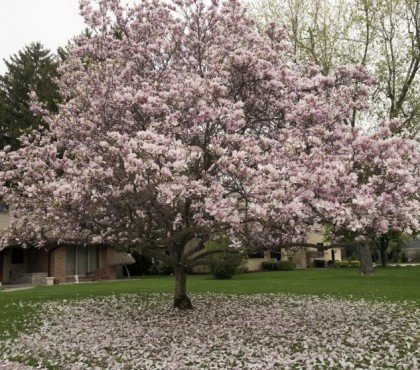 quand mettre de l'engrais au magnolia