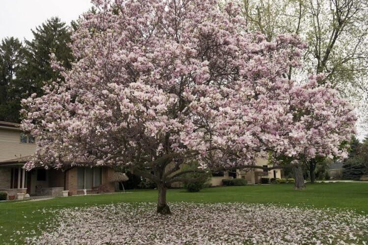 quand mettre de l'engrais au magnolia