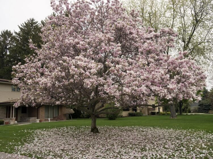 quand mettre de l'engrais au magnolia