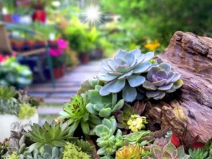 quand planter des plantes grasses à l'extérieur quelles sont les plantes grasses extérieur qui ne gèlent pas