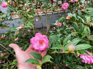 quand planter et tailler un camélia du japon en pleine terre jardin ou en pot astuces taille adulte entretien formation