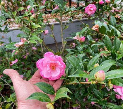 quand planter et tailler un camélia du japon en pleine terre jardin ou en pot astuces taille adulte entretien formation