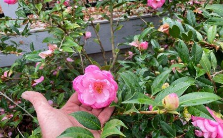 quand planter et tailler un camélia du japon en pleine terre jardin ou en pot astuces taille adulte entretien formation