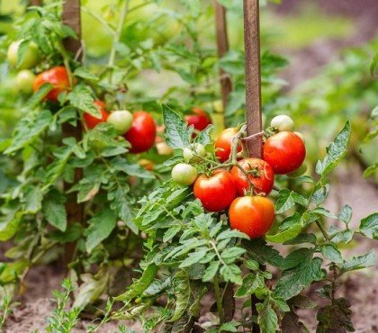 quand planter les plants de tomates en pleine terre