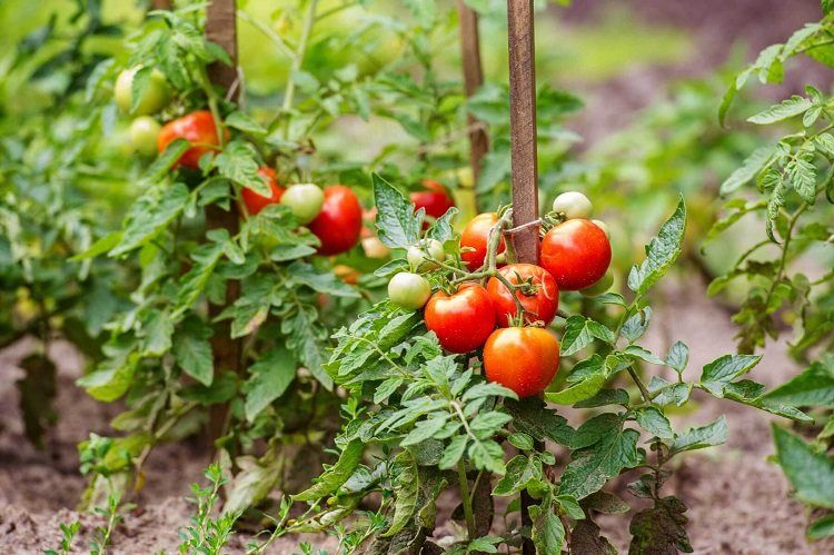 quand planter les plants de tomates en pleine terre