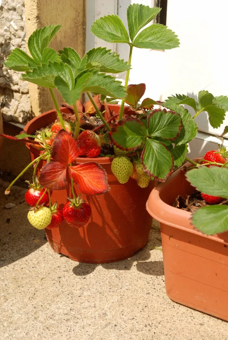 quand planter un fraisier en pot balcon ou en pleine terre jardin trucs astuces conseils jardinage fraises printemps 2023