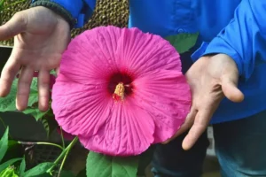 quand planter un hibiscus des marais en pleine terre plante à fleurs géantes aménagement jardin coloré