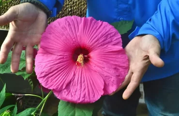 quand planter un hibiscus des marais en pleine terre plante à fleurs géantes aménagement jardin coloré