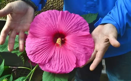quand planter un hibiscus des marais en pleine terre plante à fleurs géantes aménagement jardin coloré
