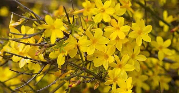 quand tailler le jasmin hiver mars printemps floraison précoce quel entretien