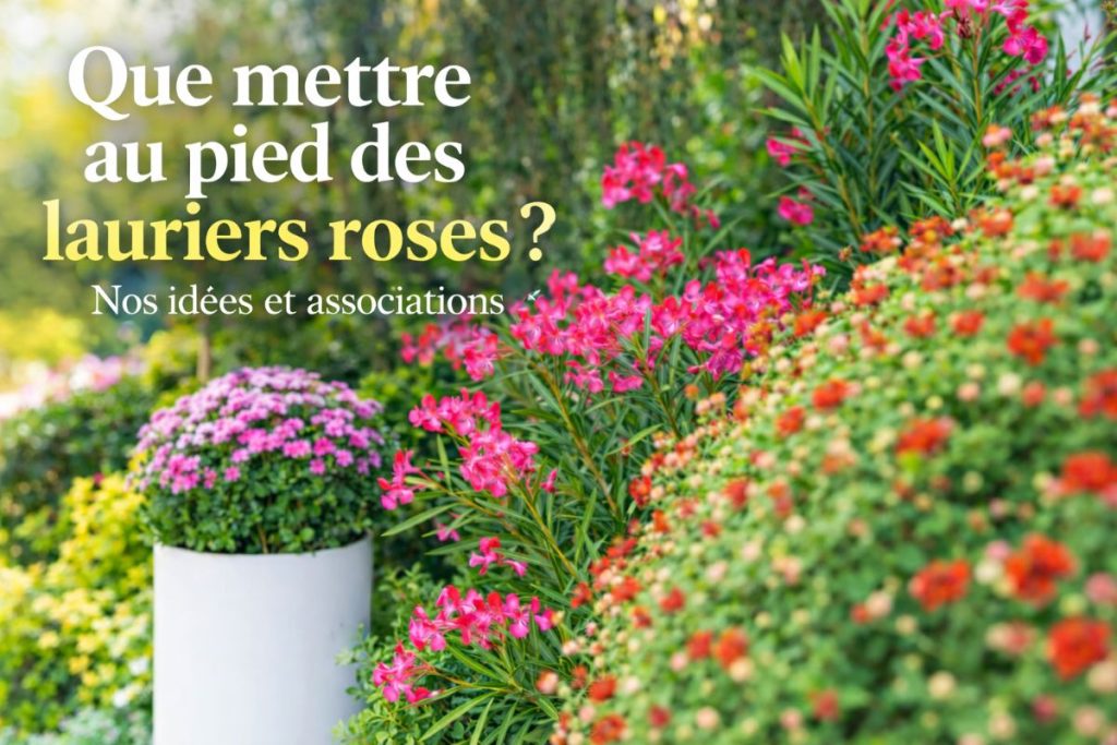 que mettre au pied des lauriers roses