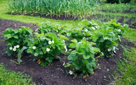 que planter au milieu des fraisiers