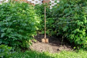que planter au pied des framboisiers