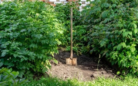 que planter au pied des framboisiers