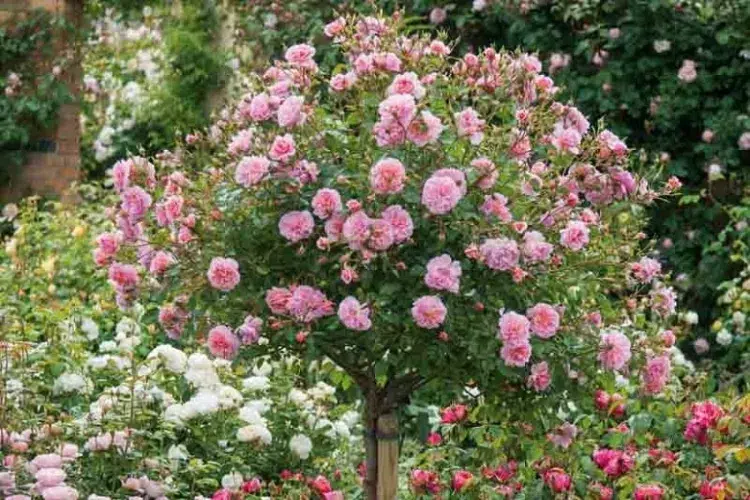 que planter au pied des rosiers roses superbes plantes autonomes nimporte quel espace