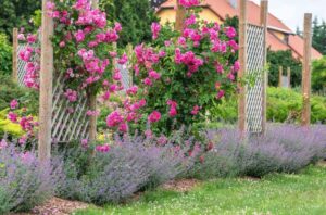 que planter au pied des rosiers taille moyenne grande garder symétrie rapport lavande