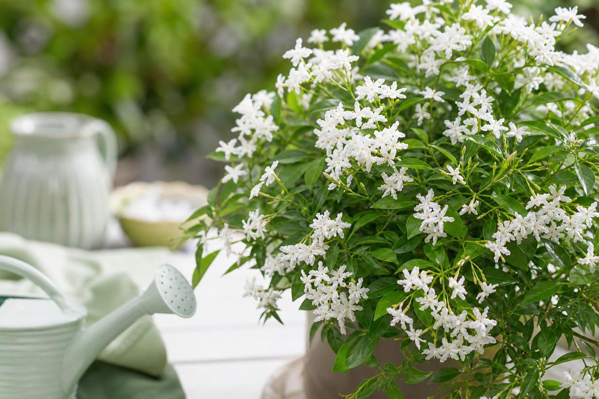 que planter au pied d’un jasmin étoilé
