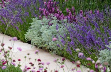 que planter en bordure d'allée jardin végétale verte originale idées plantes vivaces à planter ce printemps 2023