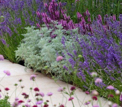 que planter en bordure d'allée jardin végétale verte originale idées plantes vivaces à planter ce printemps 2023