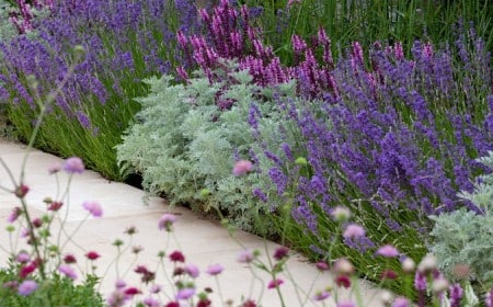 que planter en bordure d'allée jardin végétale verte originale idées plantes vivaces à planter ce printemps 2023
