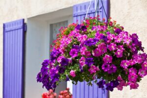 que planter en mars sur le balcon pour sublimer la décoration extérieure