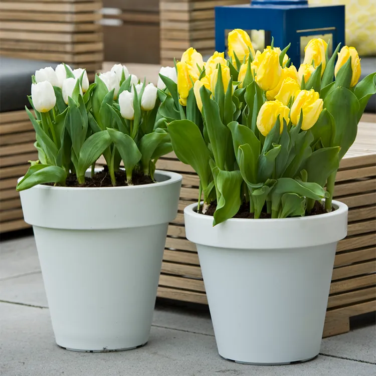 que planter mars balcon terrasse printemps cette année tulipes fleurs marguerite pot tomates