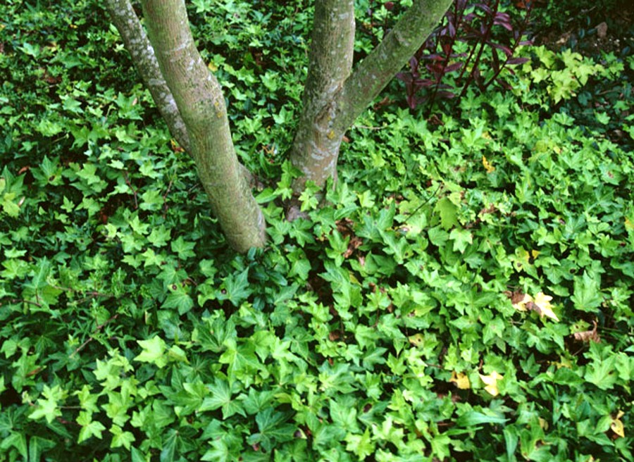 quel couvre sol au pied d'un arbre fruitier