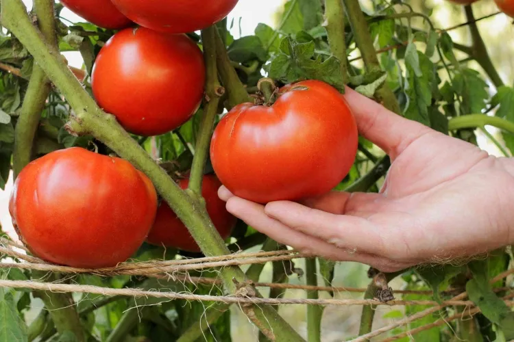 quel engrais naturel pour faire grossir les tomates