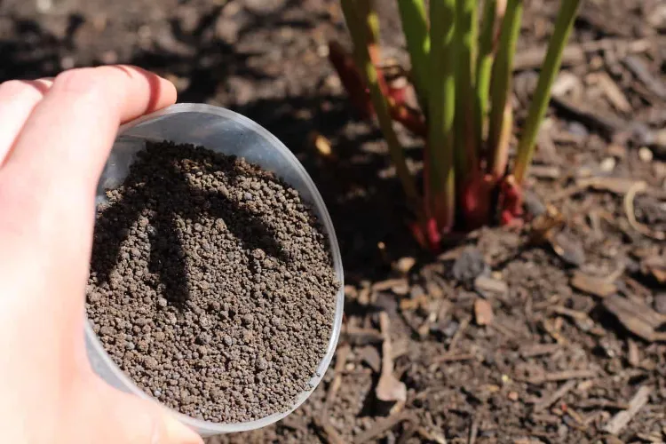 quel engrais naturel pour pivoine en pot ou pleine terre jardin conseils fertilisation entretien printemps