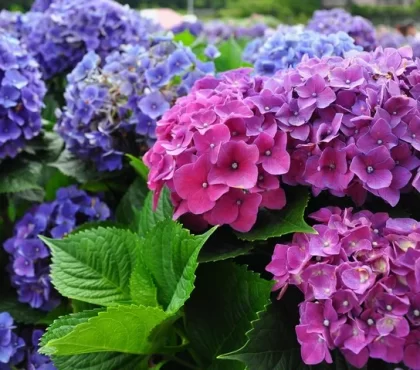 quel est le meilleur engrais pour hortensia marc de café cendres de bois bicarbonate de soude