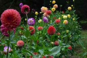 quel est le meilleur moment pour planter les dahlias au jardin en 2023