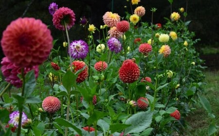 quel est le meilleur moment pour planter les dahlias au jardin en 2023