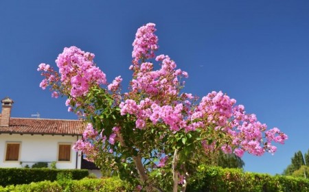 quel mois pour tailler les lilas des indes
