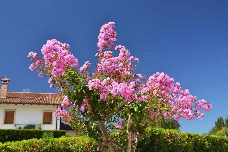 quel mois pour tailler les lilas des indes